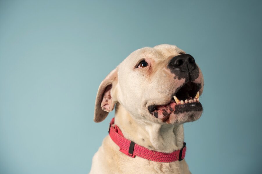 BolDOG Home állatotthon preview 4