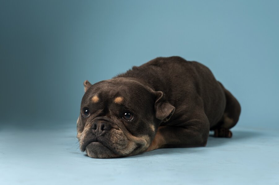 BolDOG Home állatotthon preview 1