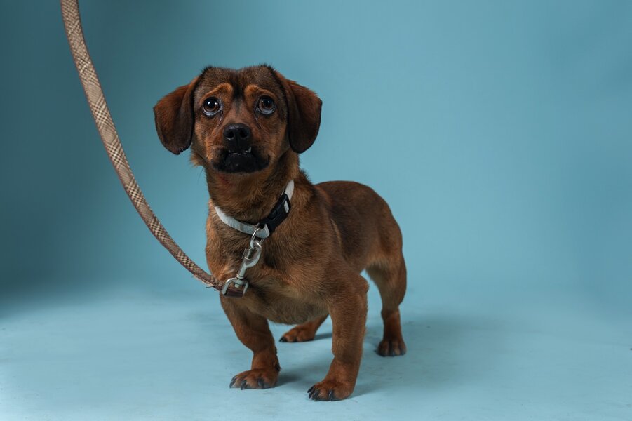 BolDOG Home állatotthon preview 2